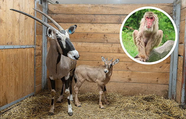Smutek v zoo střídá radost. Po smrti nejstaršího makaka vítají první mládě roku