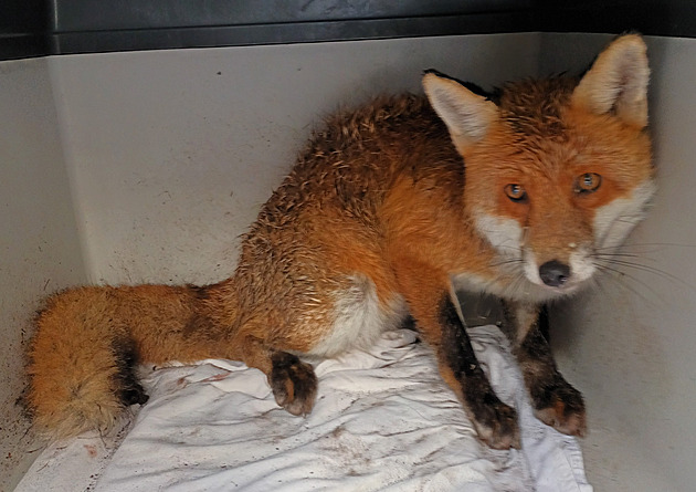V liberecké Arše zažili rekordní rok, zachraňovali lišku ve smyčce i rorýsy