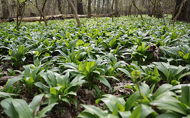 Jarní horečka kvůli medvědímu česneku. Za sběr v rezervacích hrozí postih