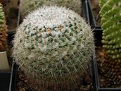 Brazílie obvinila čtyři Čechy z pašování kaktusů. Úřady to vyhrocují, míní pěstitelé