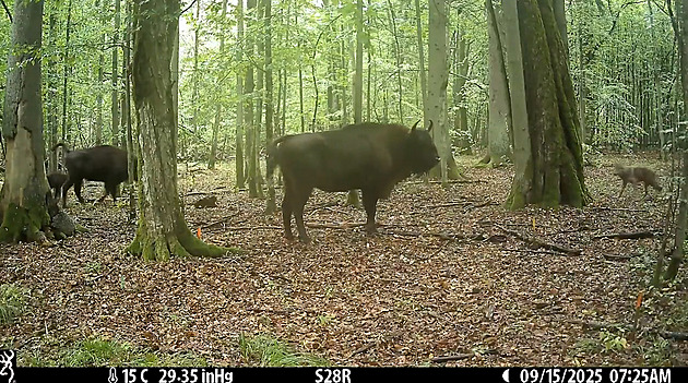 VIDEO: Vědci v Polsku unikátně natočili útok vlčí smečky na stádo zubrů